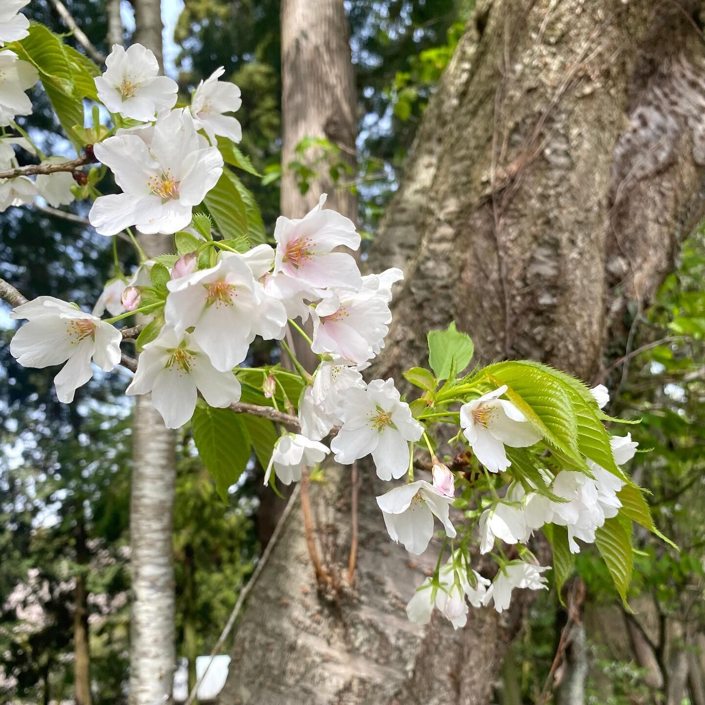 サクラは日本の伝統的な薬草のひとつで、古くから、風邪や咳、湿