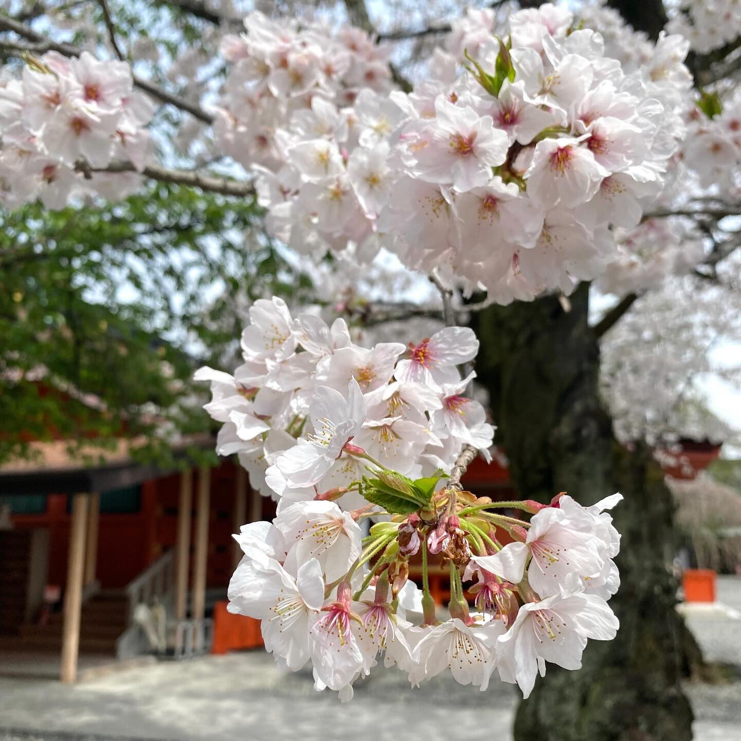 サクラは日本の伝統的な薬草のひとつで、古くから、風邪や咳、湿