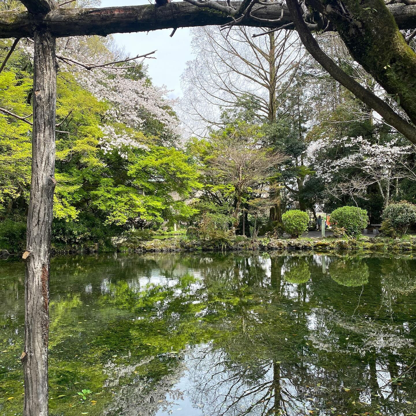 サクラは日本の伝統的な薬草のひとつで、古くから、風邪や咳、湿