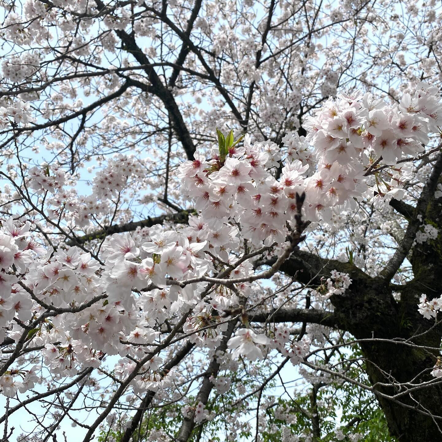 サクラは日本の伝統的な薬草のひとつで、古くから、風邪や咳、湿