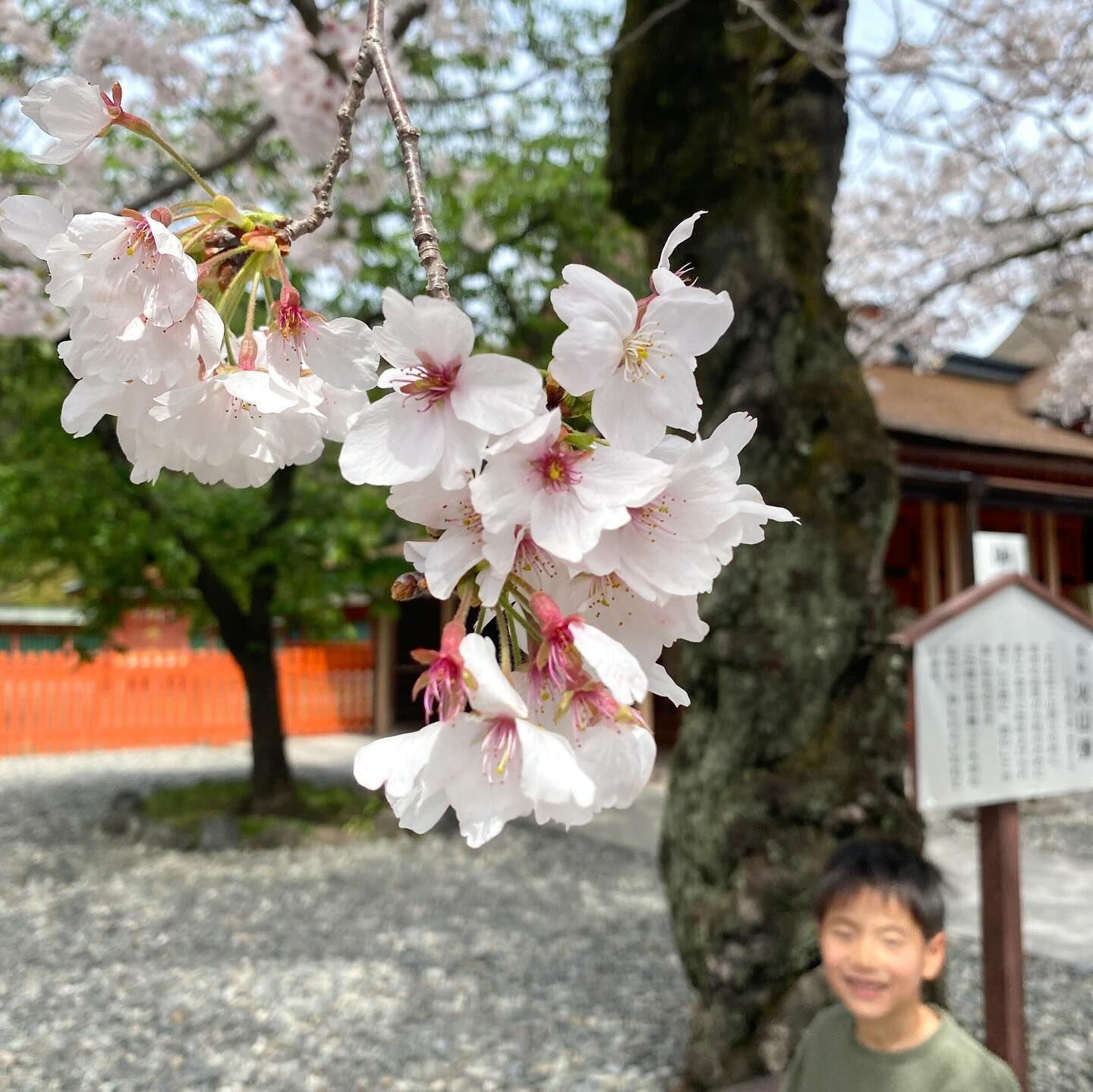 サクラは日本の伝統的な薬草のひとつで、古くから、風邪や咳、湿