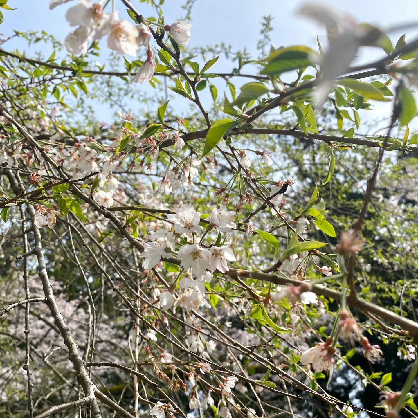 サクラは日本の伝統的な薬草のひとつで、古くから、風邪や咳、湿