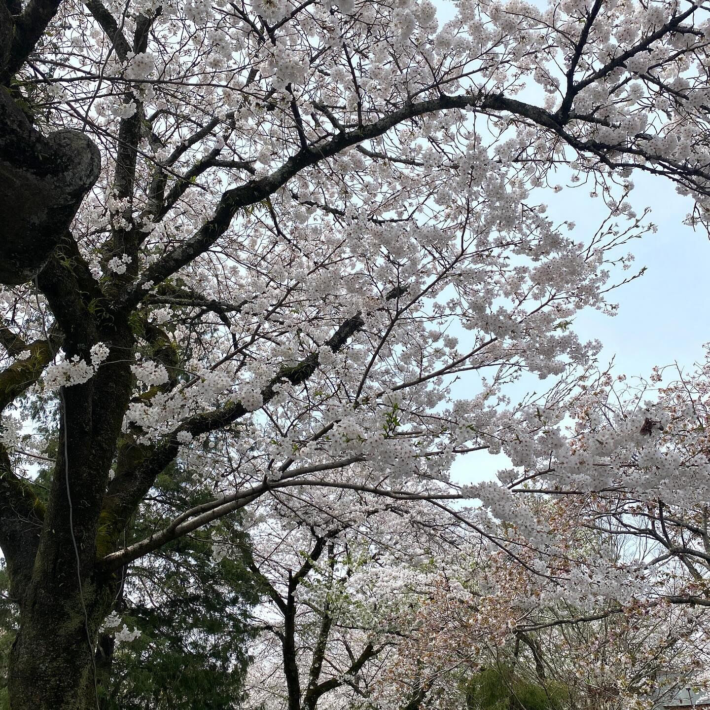 サクラは日本の伝統的な薬草のひとつで、古くから、風邪や咳、湿