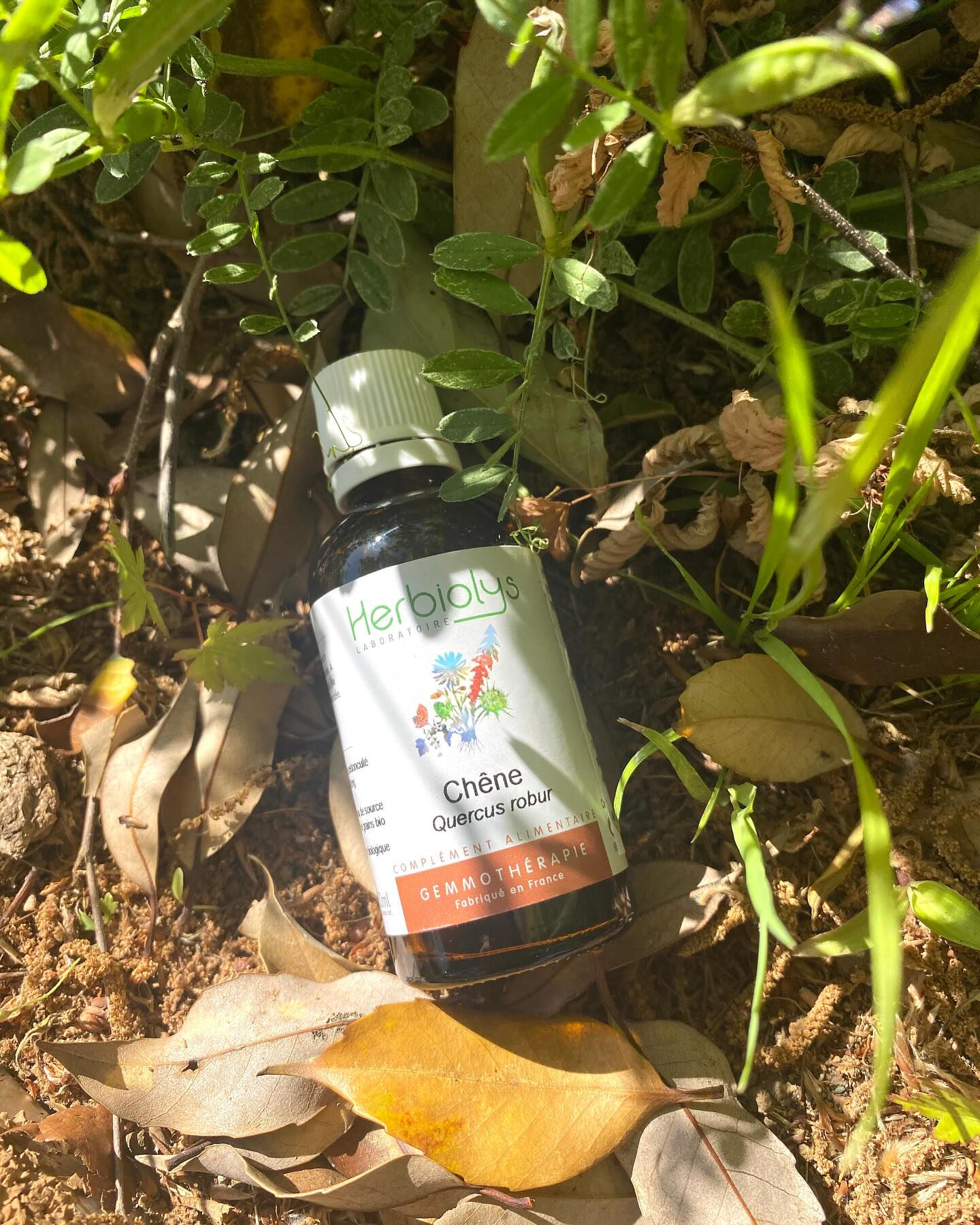 息子の歯茎の腫れに、ヨーロッパナラの新芽エッセンスを直接塗っ
