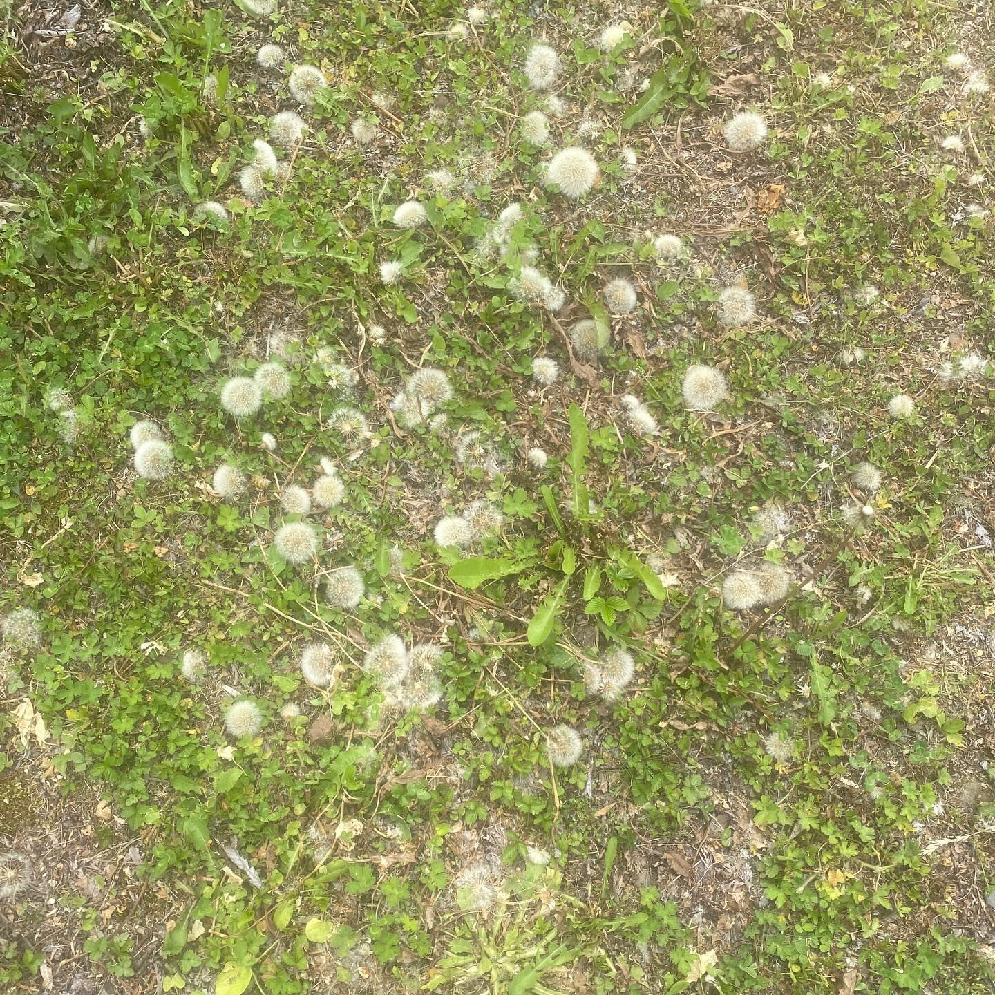 クレマチスのフラワーエッセンスが合うのはこんな方🌹