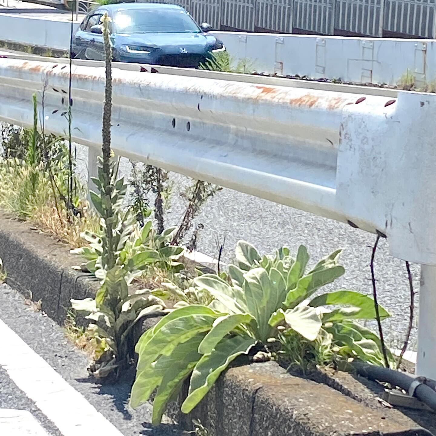 信号待ちの間に、ふと道路脇を見ると、ビロードモウズイカが生息