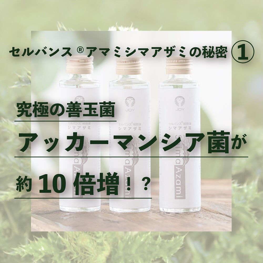 アマミシマアザミの秘密その①〈究極の善玉菌アッカーマンシア菌