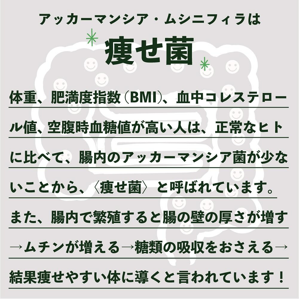 アマミシマアザミの秘密その①〈究極の善玉菌アッカーマンシア菌