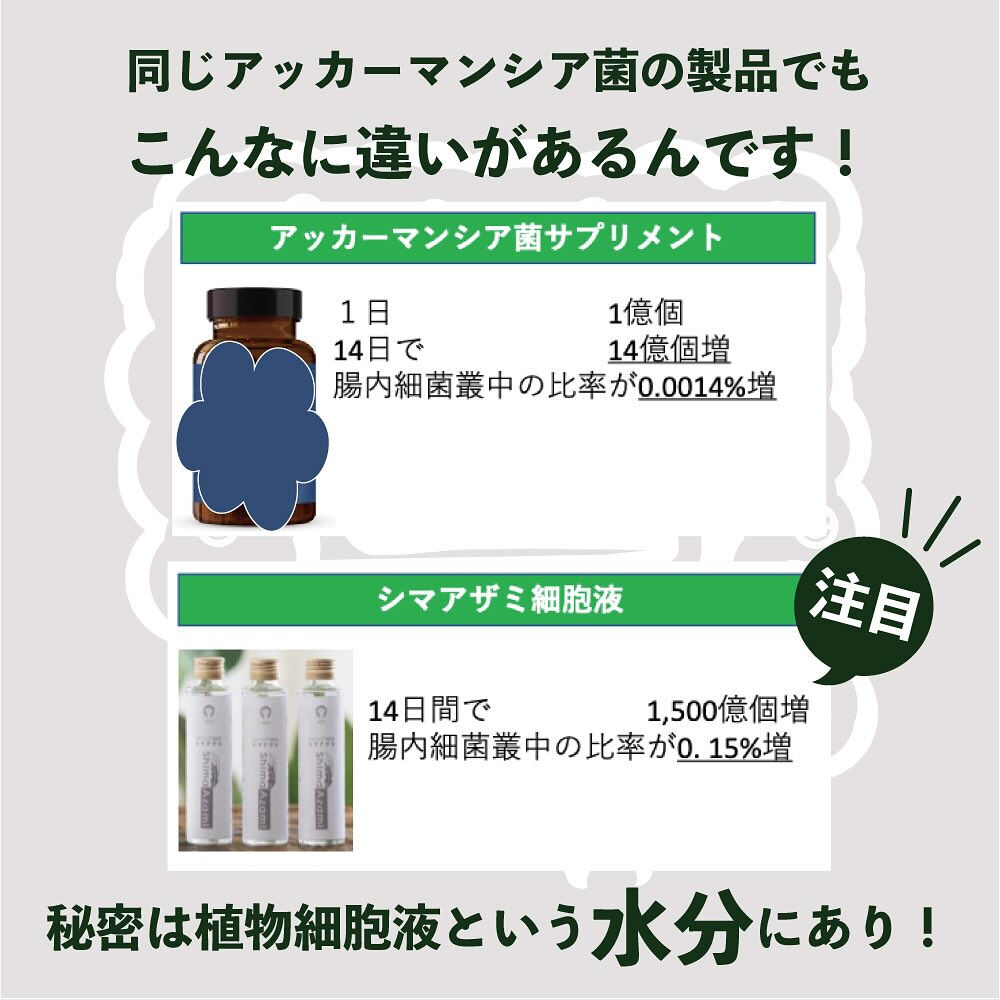 アマミシマアザミの秘密その①〈究極の善玉菌アッカーマンシア菌
