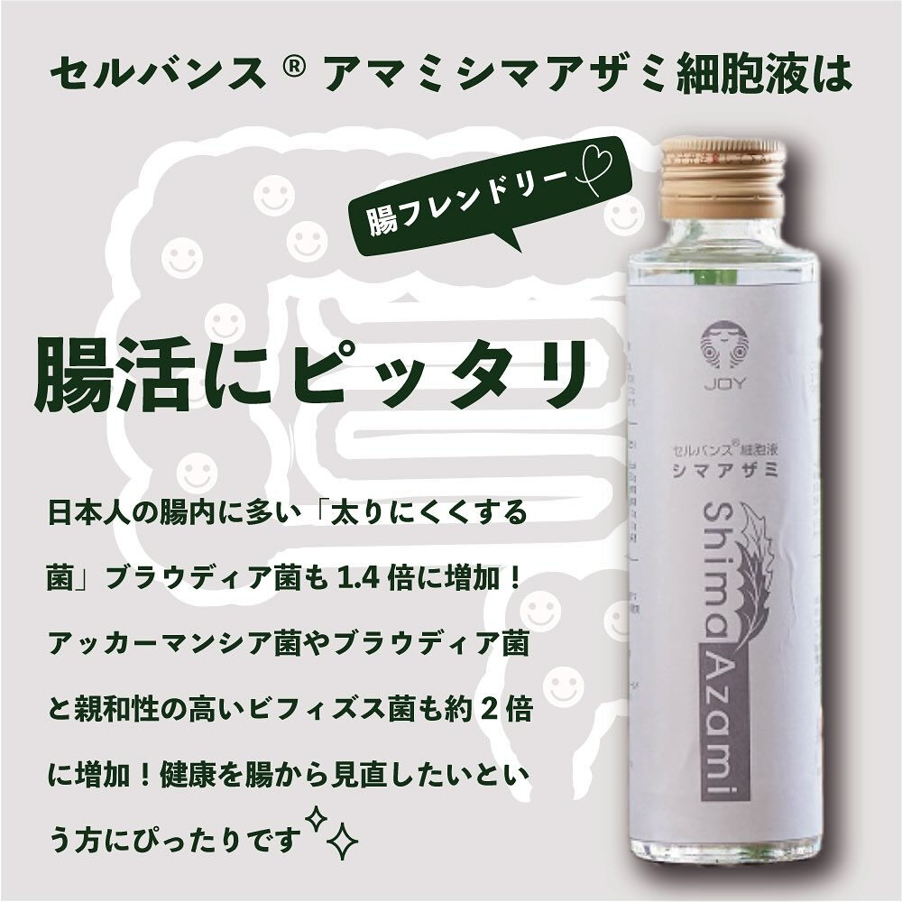 アマミシマアザミの秘密その①〈究極の善玉菌アッカーマンシア菌