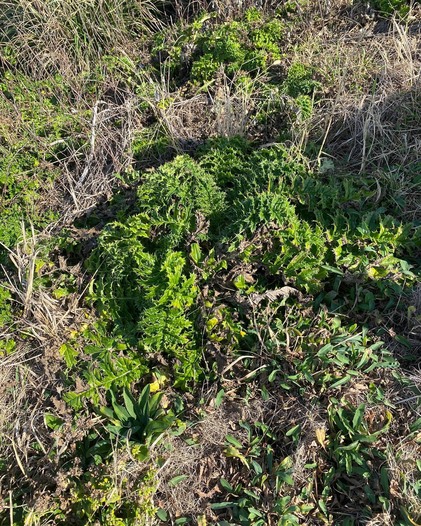 徳之島には固有動植物が多く生息していて、太古の昔から変わらな