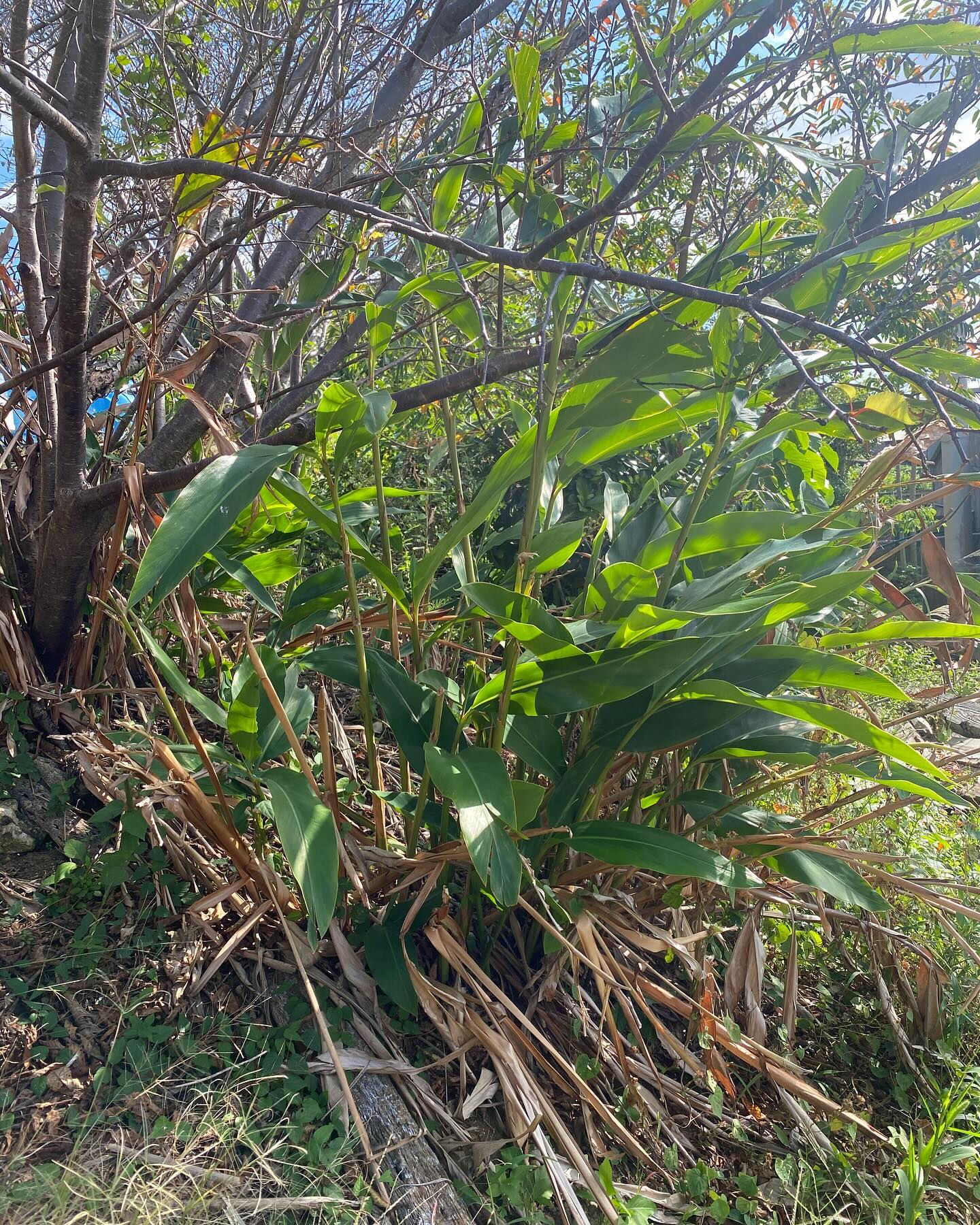 徳之島には固有動植物が多く生息していて、太古の昔から変わらな