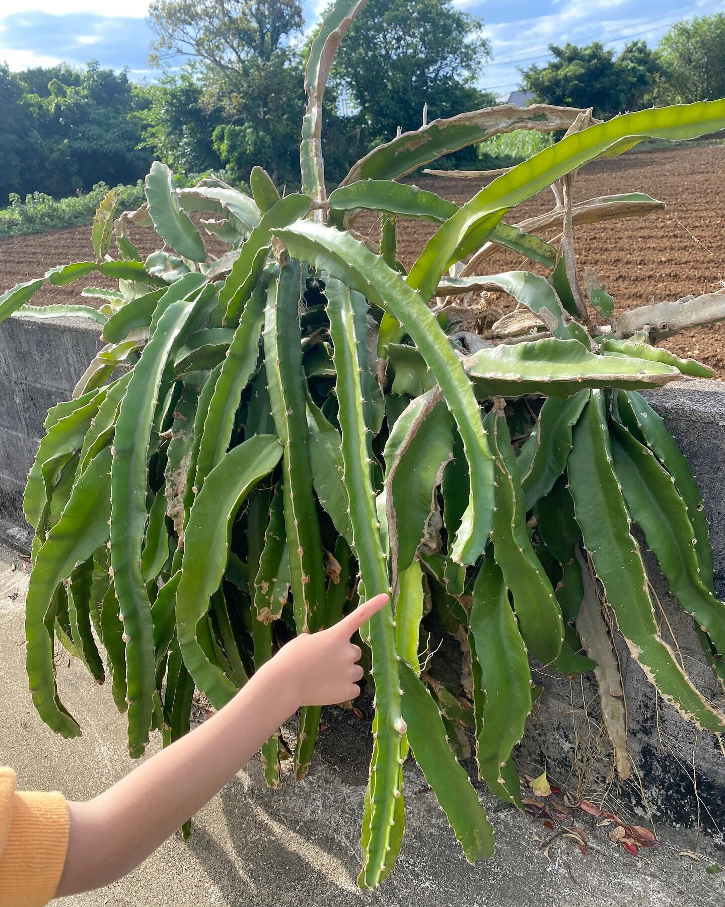 徳之島には固有動植物が多く生息していて、太古の昔から変わらな