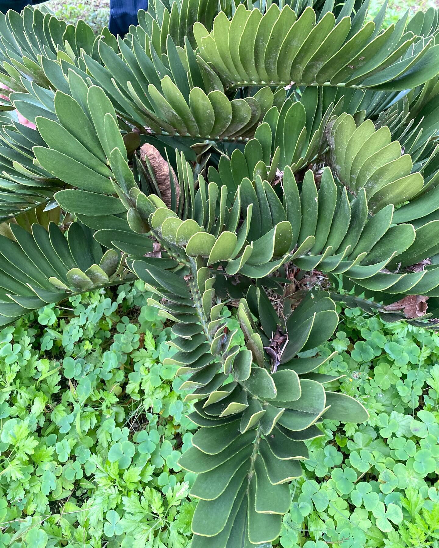 徳之島には固有動植物が多く生息していて、太古の昔から変わらな