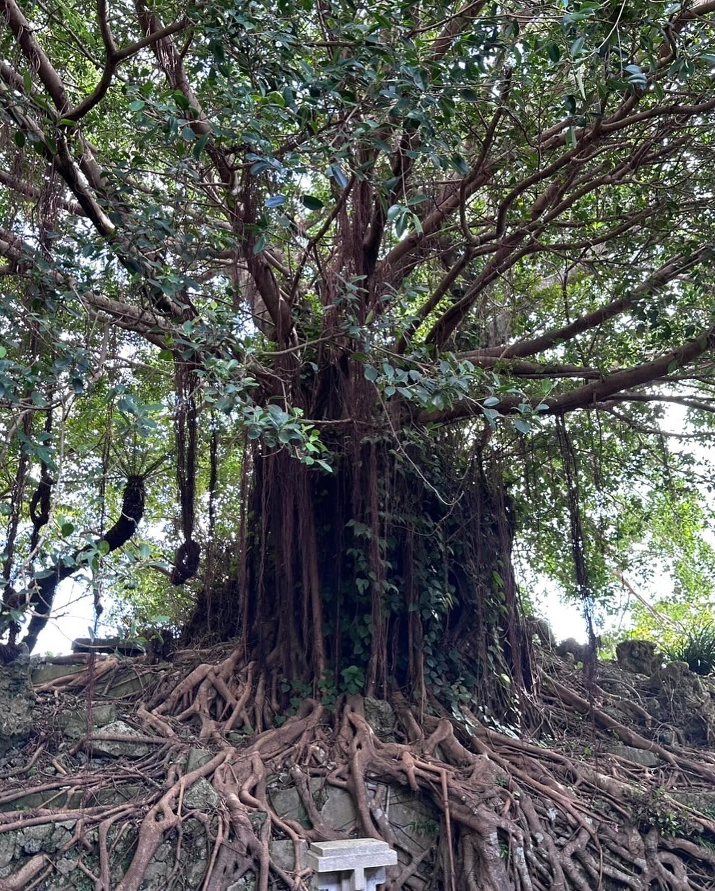 徳之島には固有動植物が多く生息していて、太古の昔から変わらな