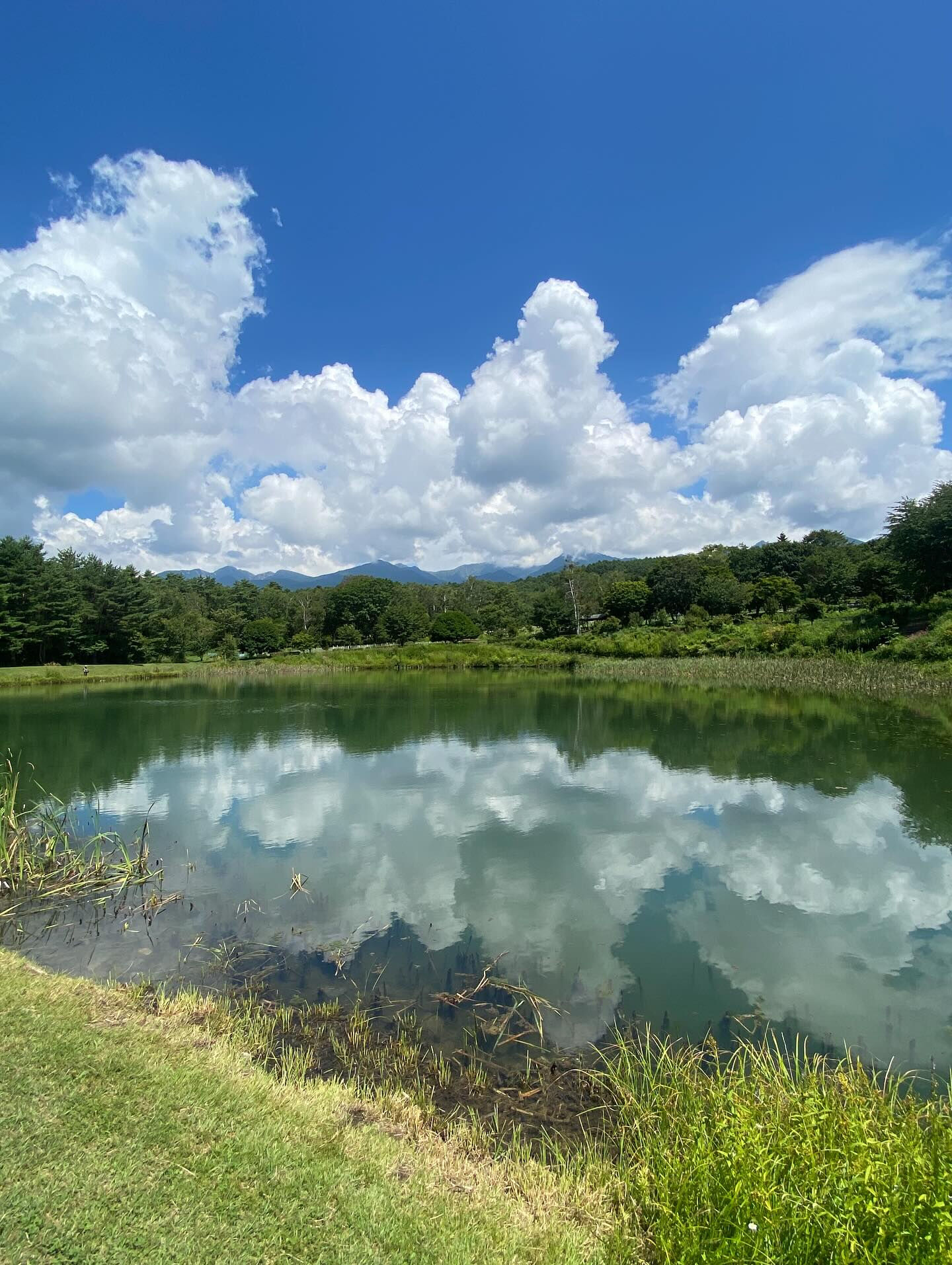 大好きな長野八ヶ岳🌿