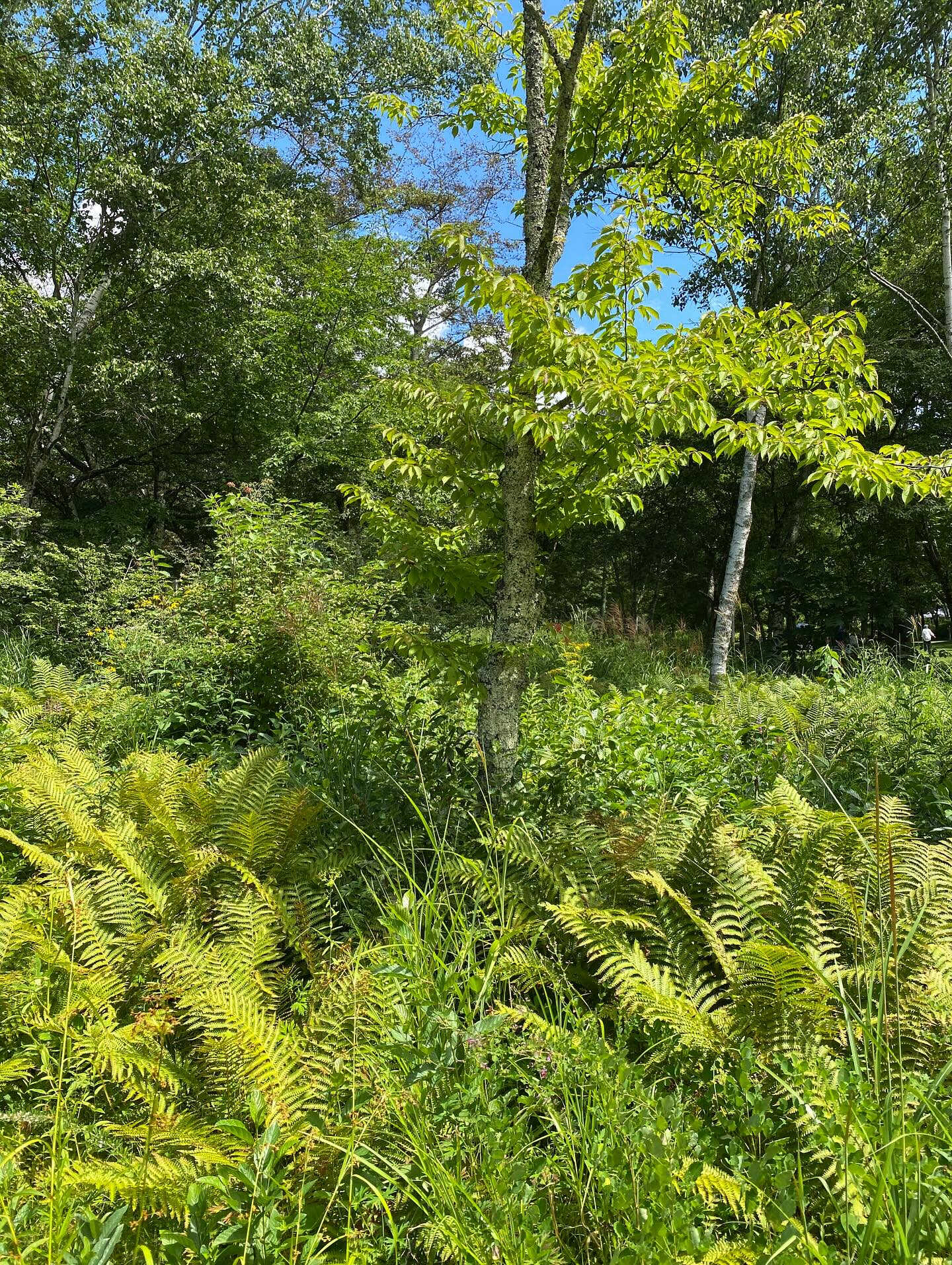 大好きな長野八ヶ岳🌿