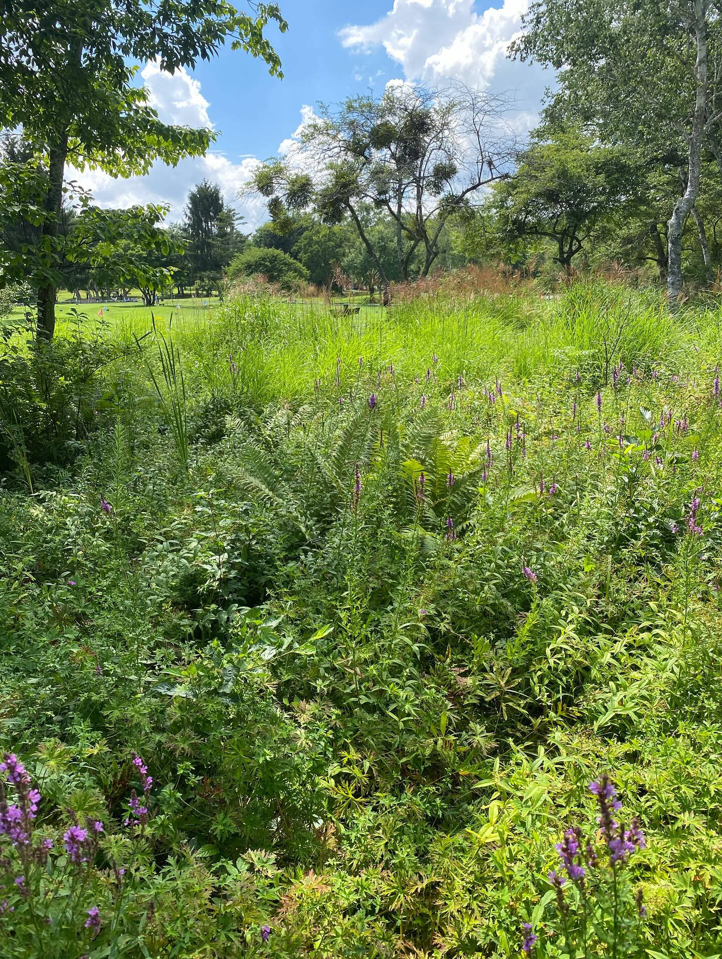 大好きな長野八ヶ岳🌿