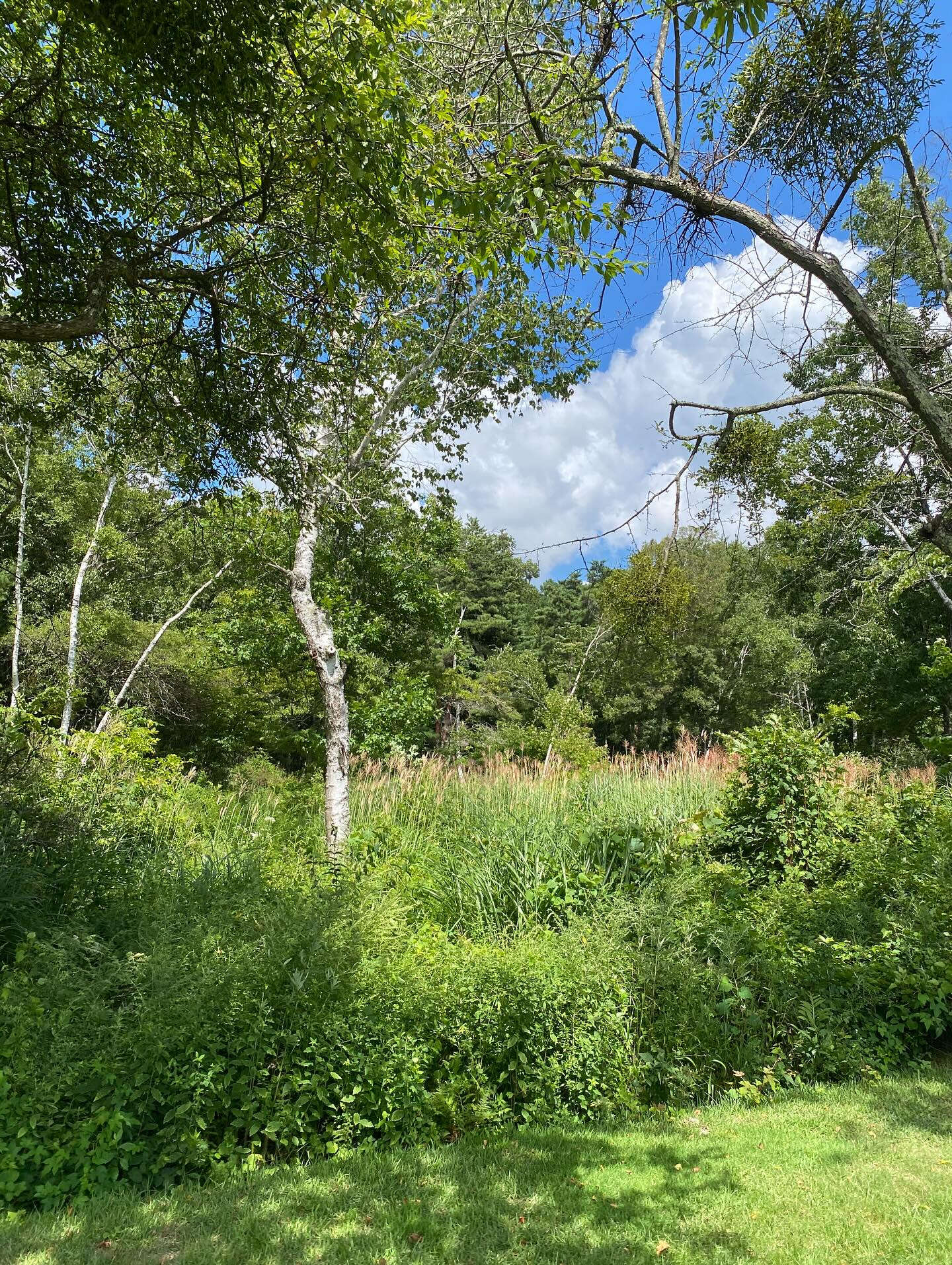 大好きな長野八ヶ岳🌿