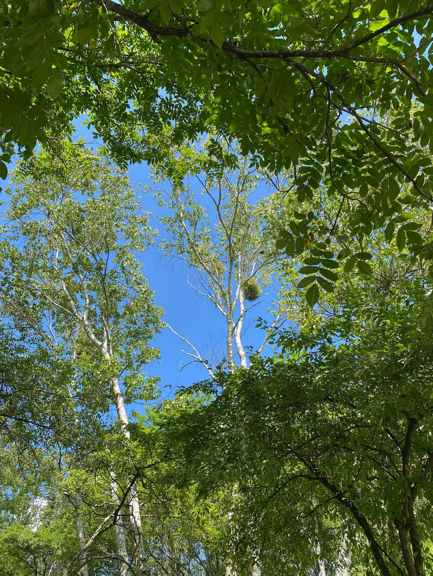 大好きな長野八ヶ岳🌿
