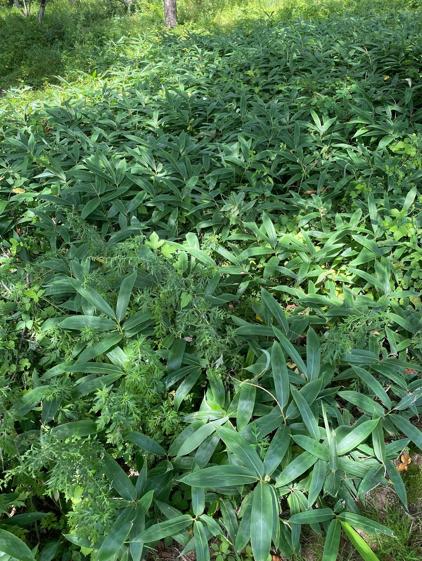 大好きな長野八ヶ岳🌿