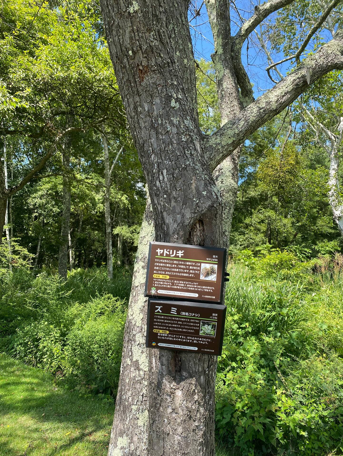 大好きな長野八ヶ岳🌿