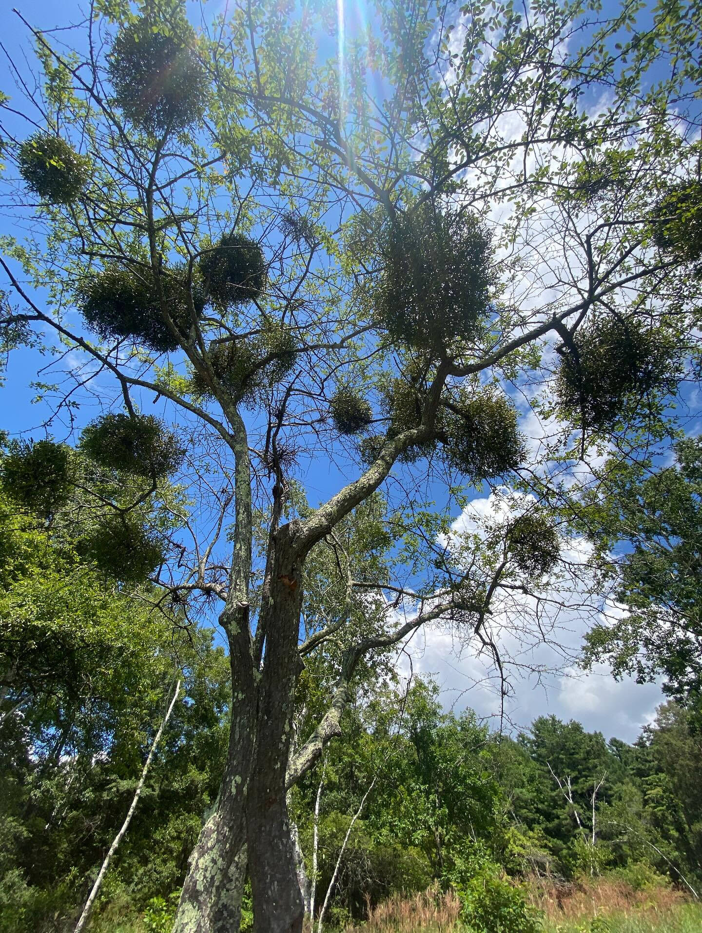 大好きな長野八ヶ岳🌿
