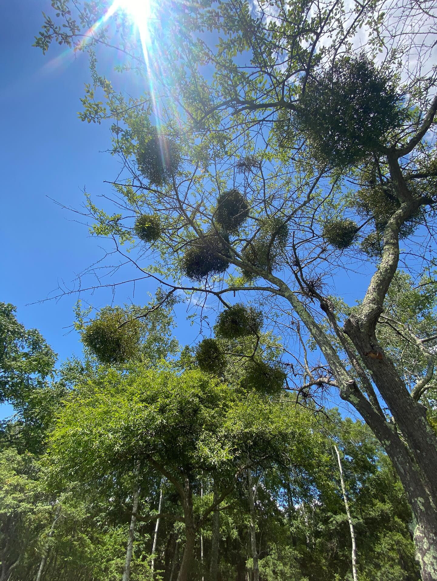 大好きな長野八ヶ岳🌿