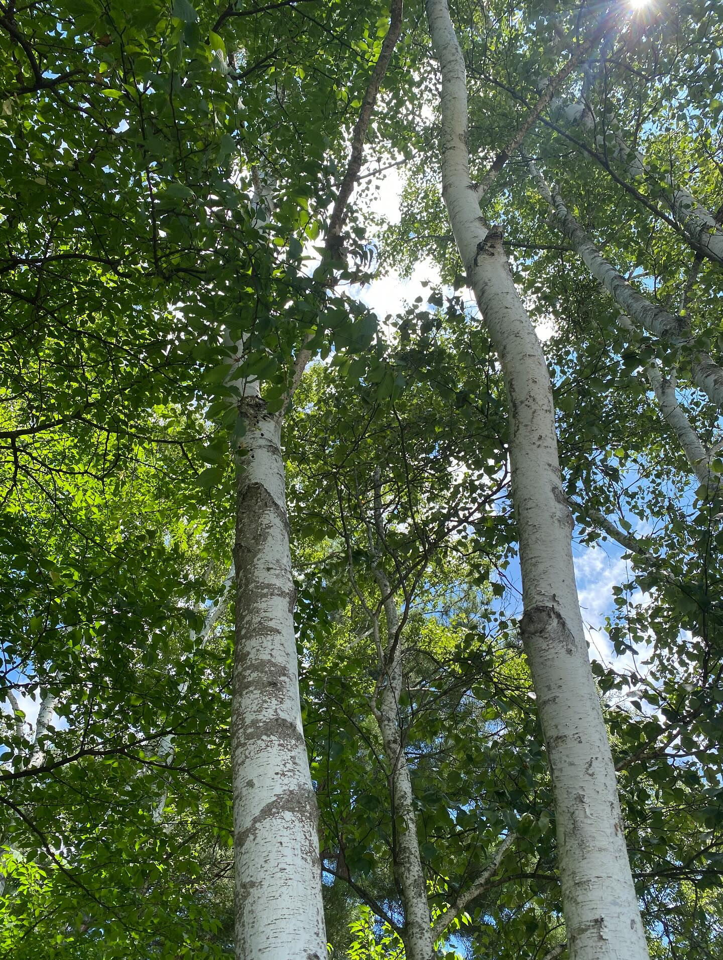 大好きな長野八ヶ岳🌿