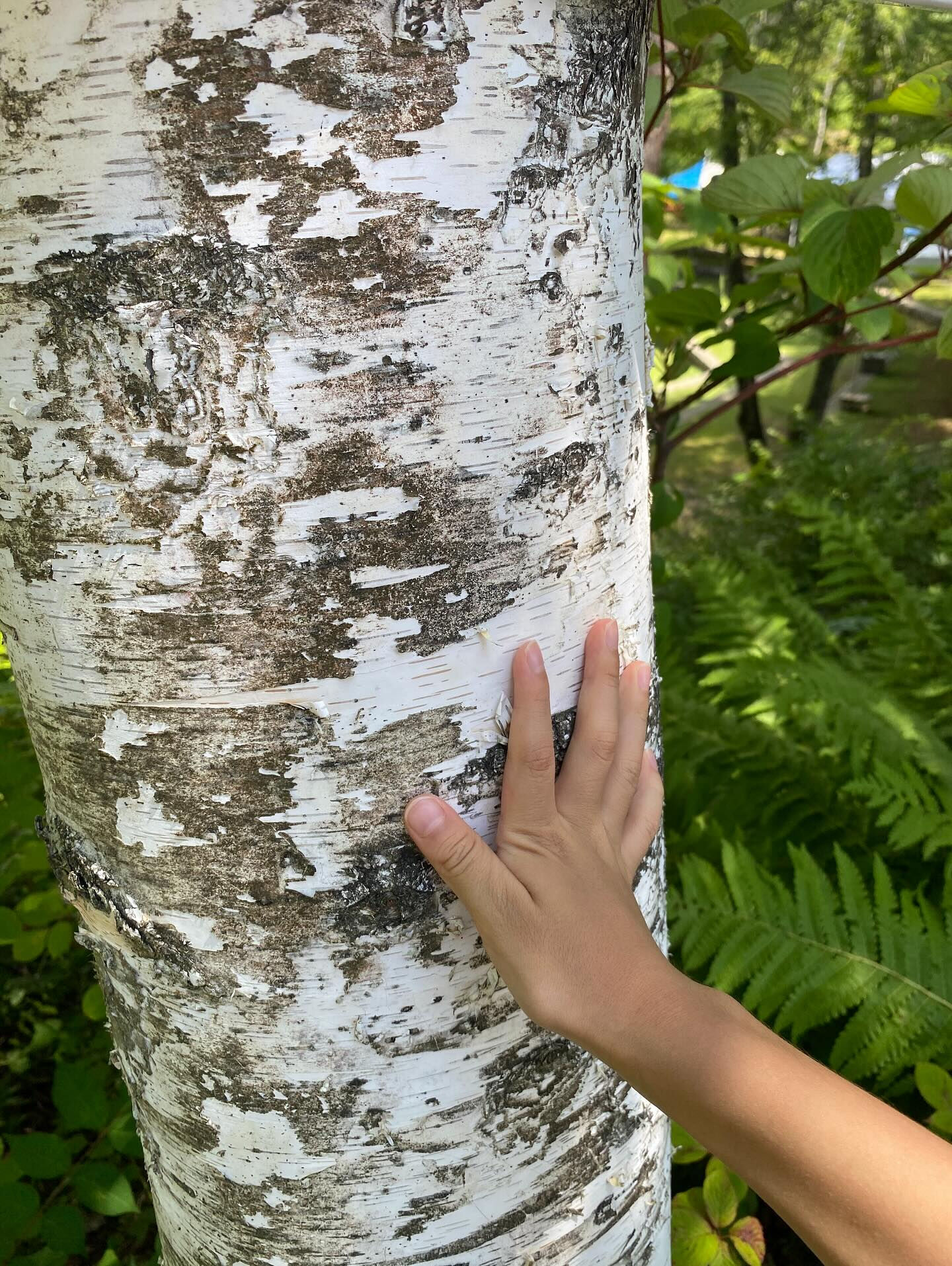 大好きな長野八ヶ岳🌿