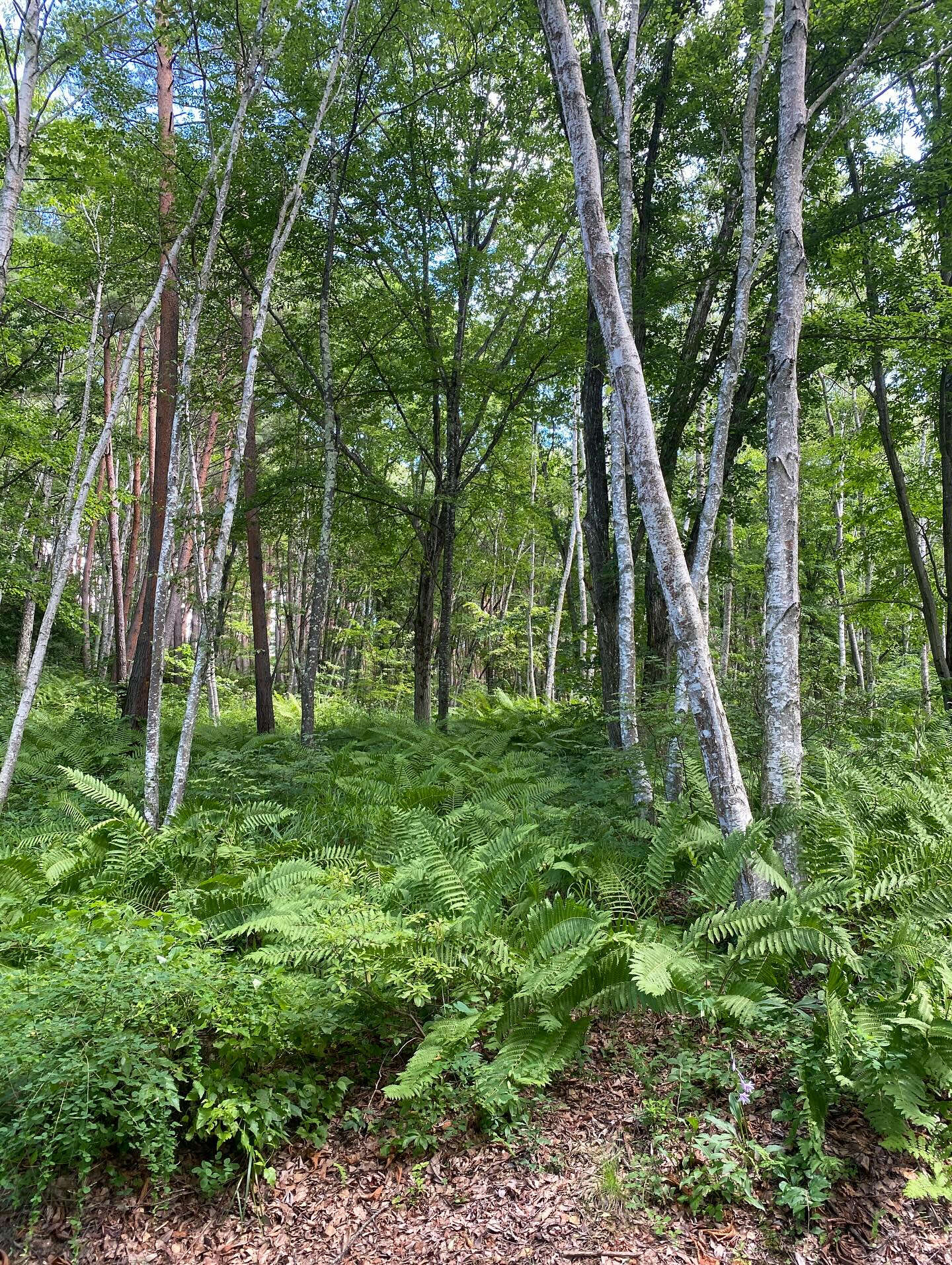 大好きな長野八ヶ岳🌿