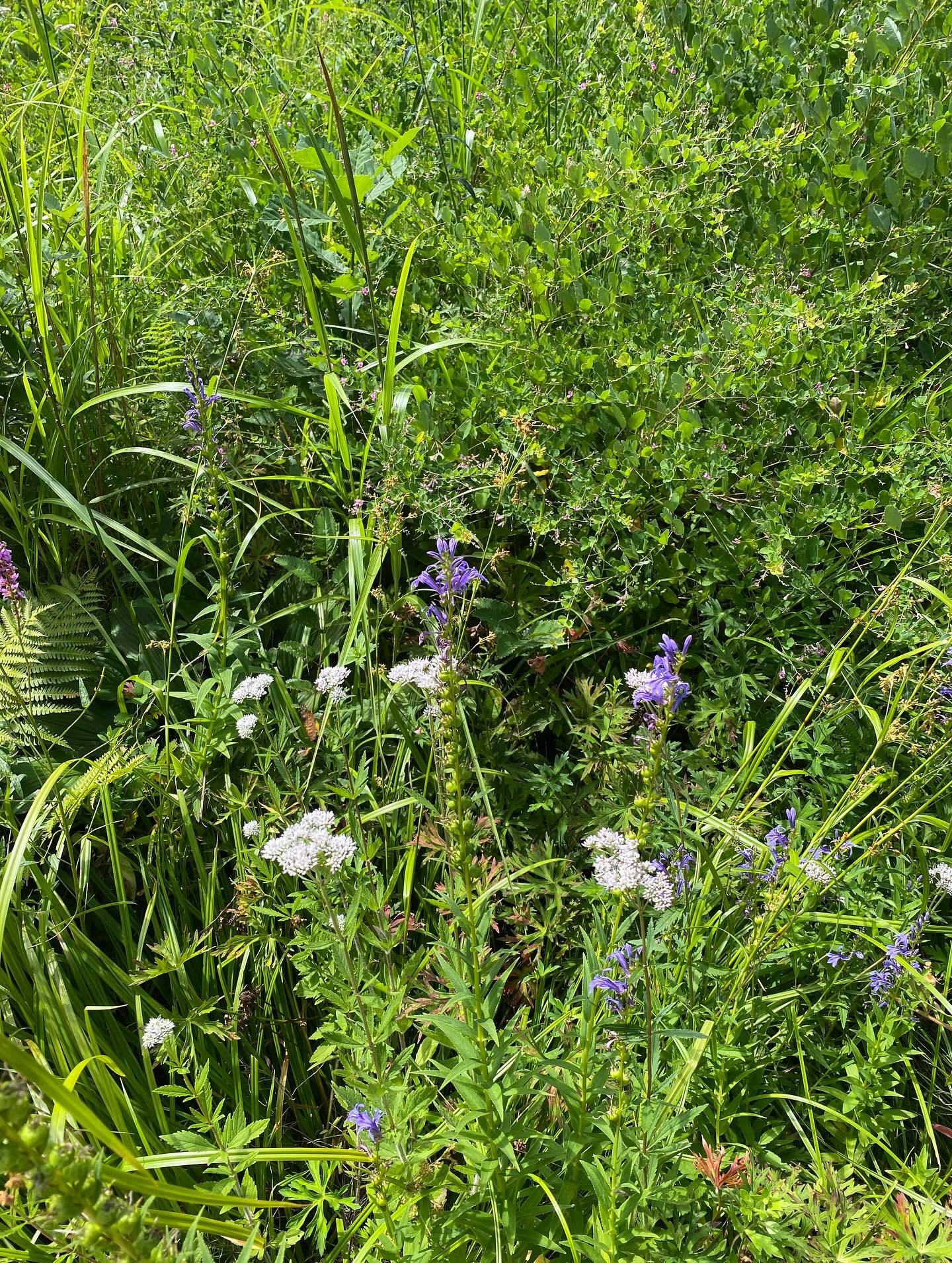大好きな長野八ヶ岳🌿