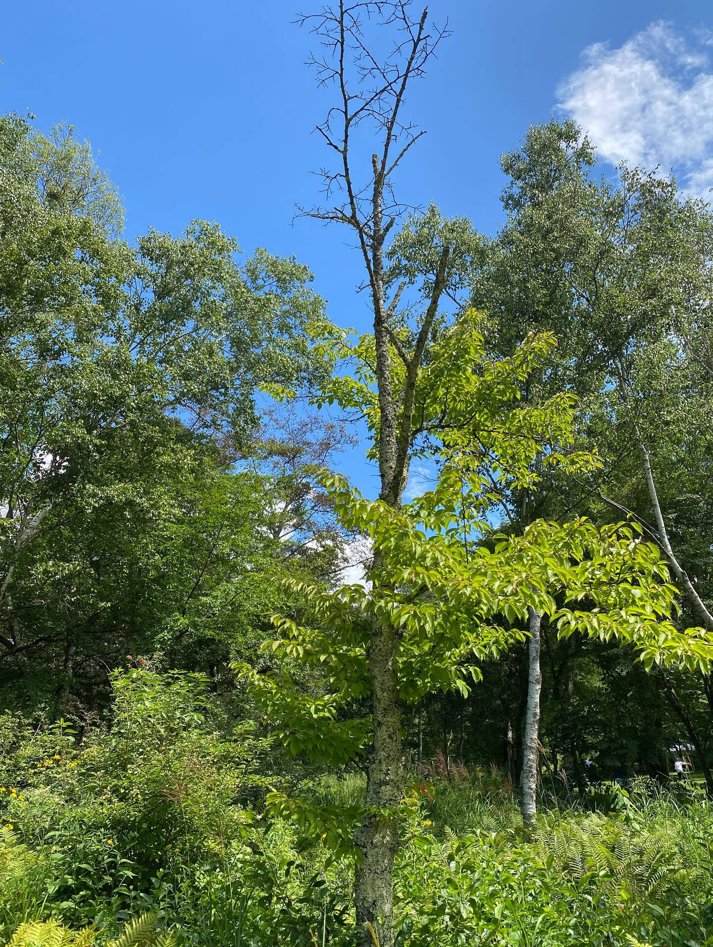 大好きな長野八ヶ岳🌿