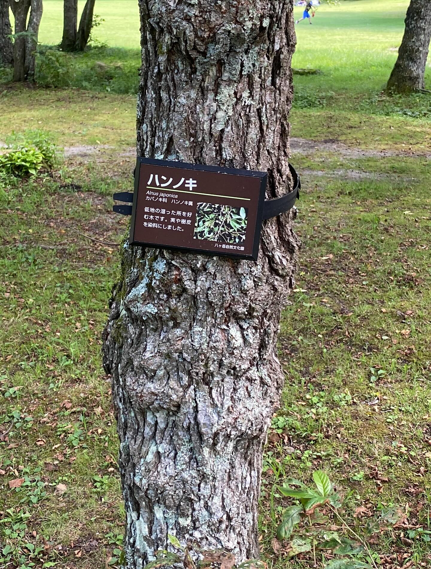 大好きな長野八ヶ岳🌿