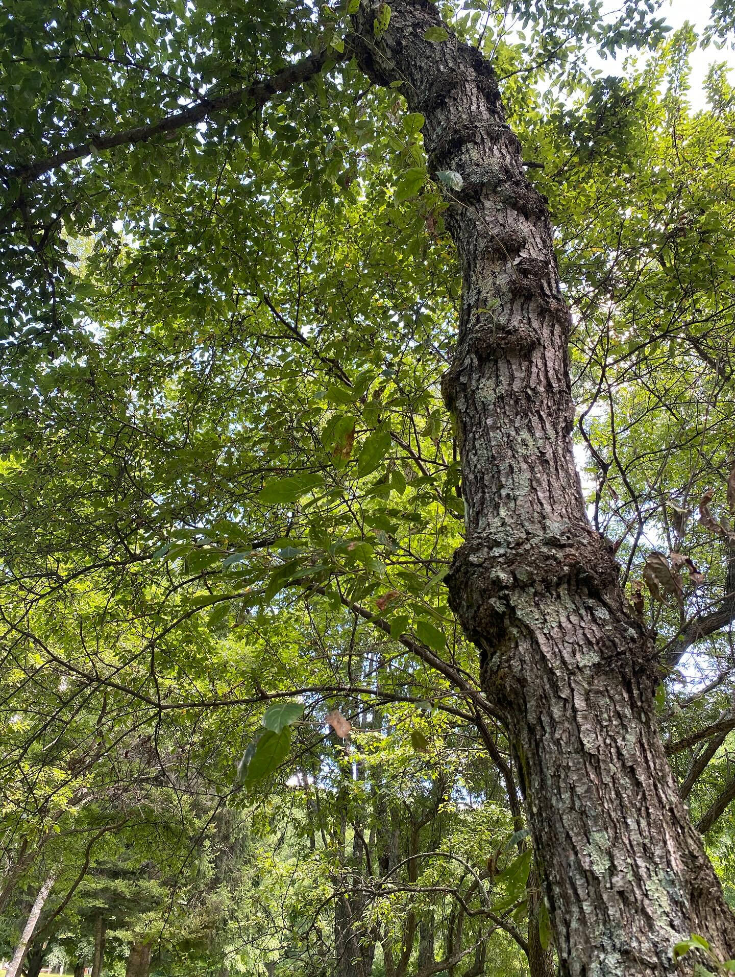 大好きな長野八ヶ岳🌿