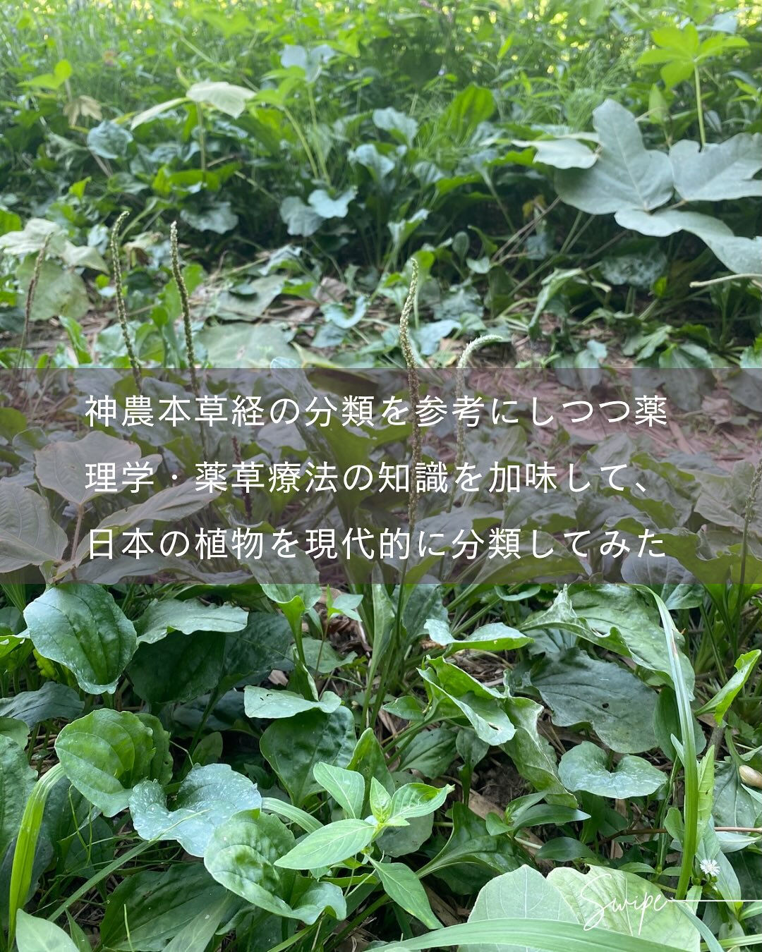 中国で最も古いとされる薬草の本「神農本草経」では、薬や食べ物