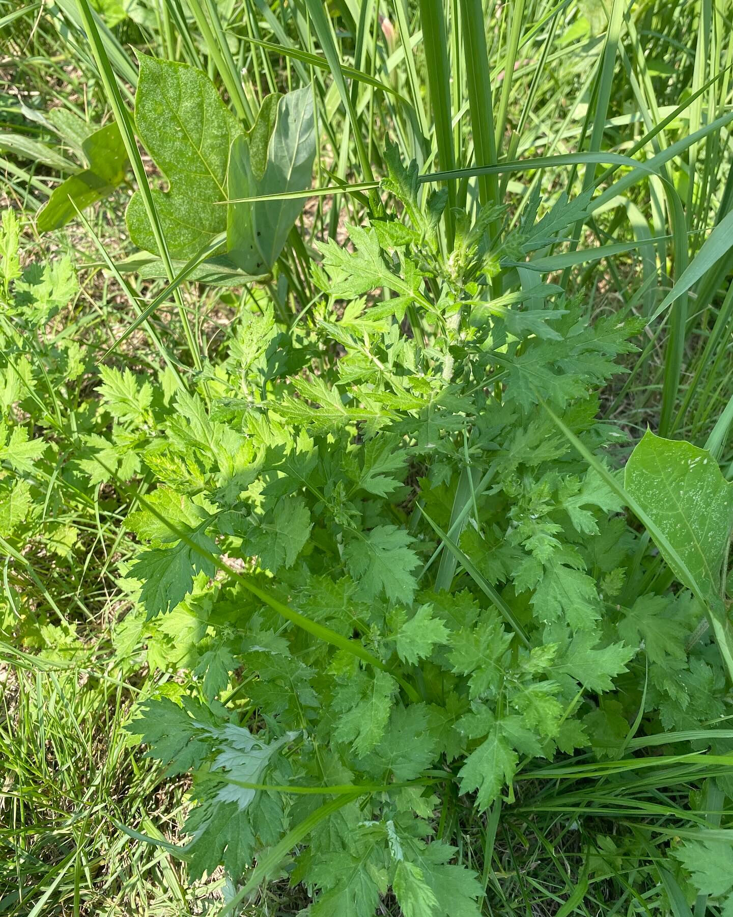 中国で最も古いとされる薬草の本「神農本草経」では、薬や食べ物