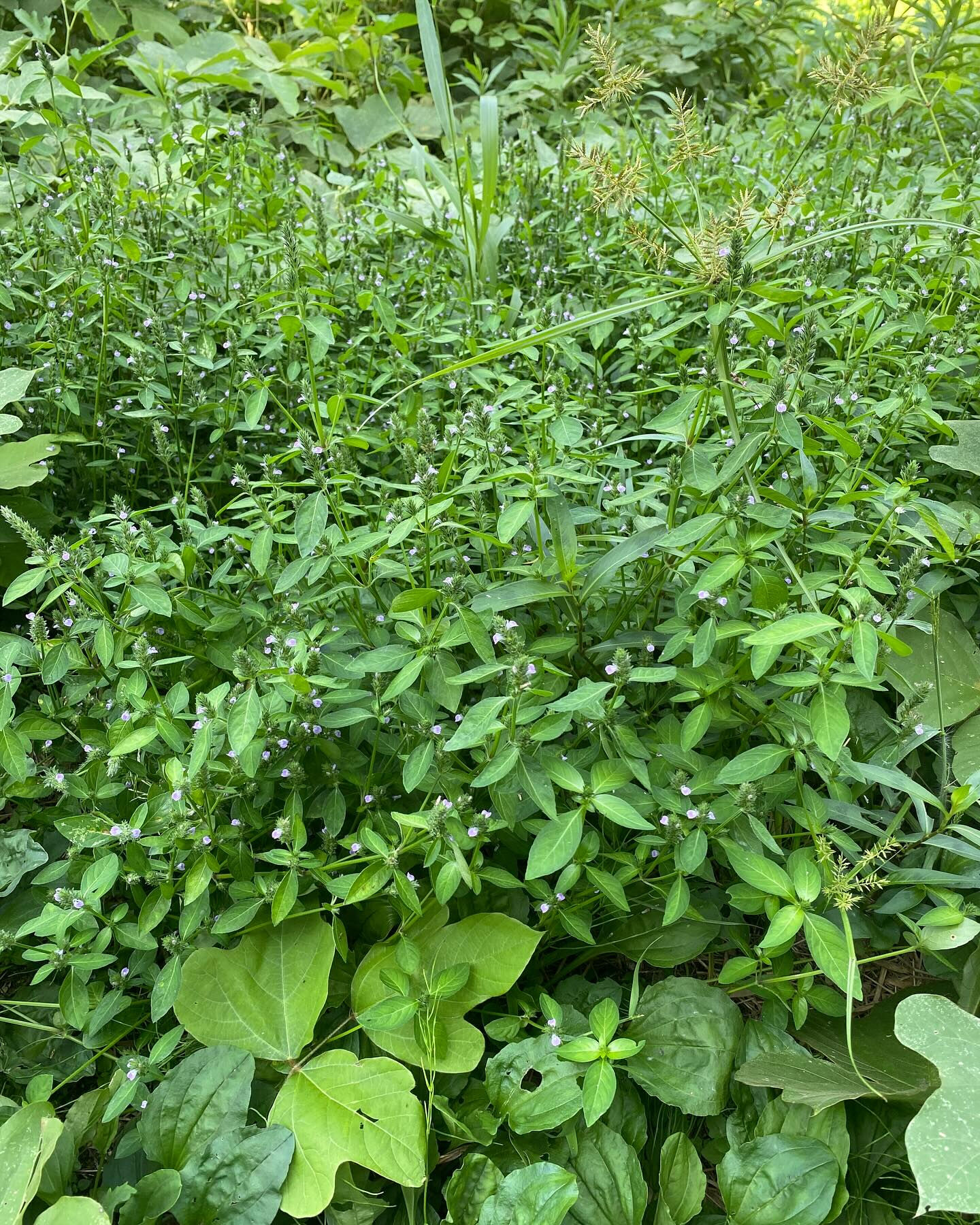 中国で最も古いとされる薬草の本「神農本草経」では、薬や食べ物