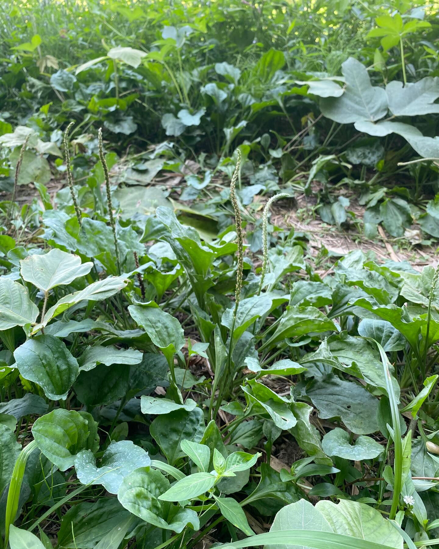 中国で最も古いとされる薬草の本「神農本草経」では、薬や食べ物