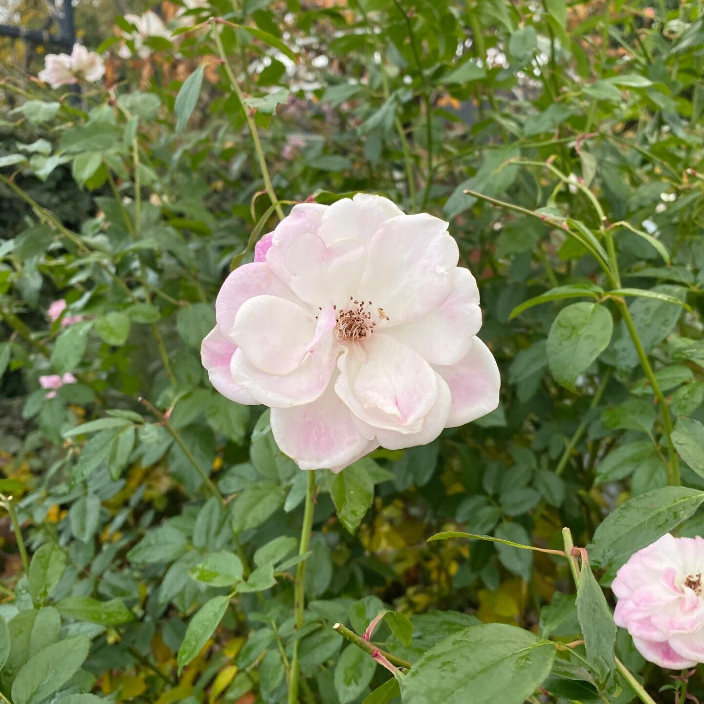 植物は器が大きな存在で、たとえ森林伐採や環境破壊になることで