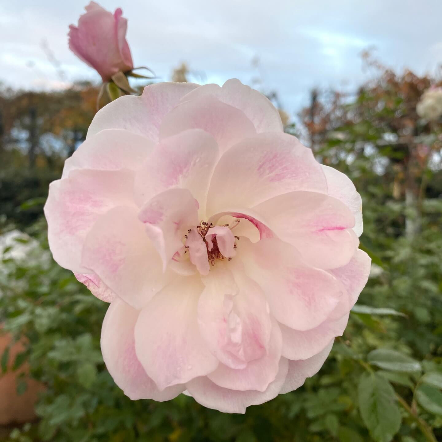 植物は器が大きな存在で、たとえ森林伐採や環境破壊になることで