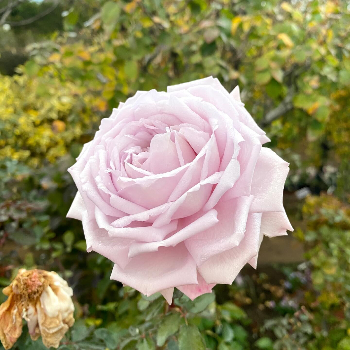 植物は器が大きな存在で、たとえ森林伐採や環境破壊になることで