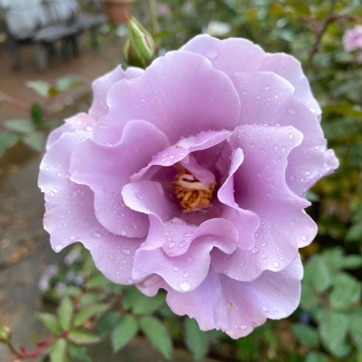 植物は器が大きな存在で、たとえ森林伐採や環境破壊になることで