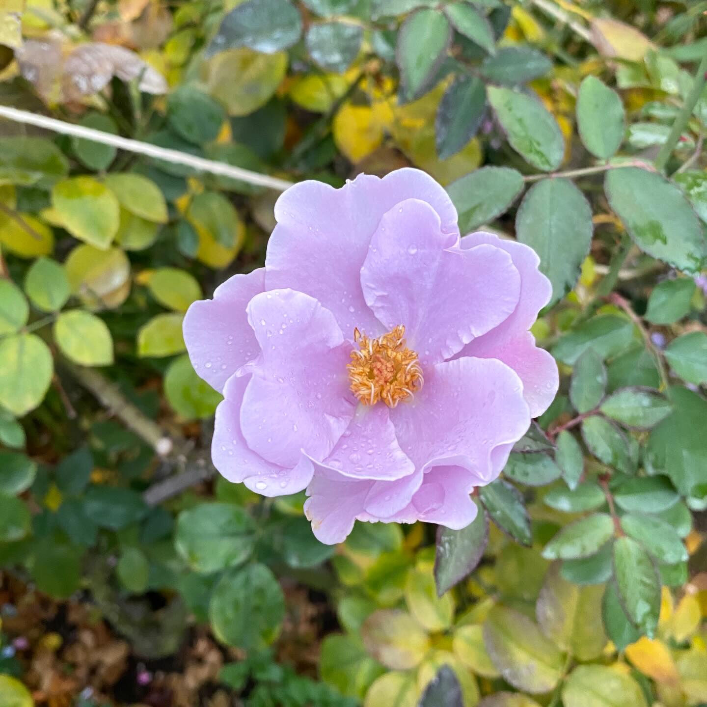 植物は器が大きな存在で、たとえ森林伐採や環境破壊になることで
