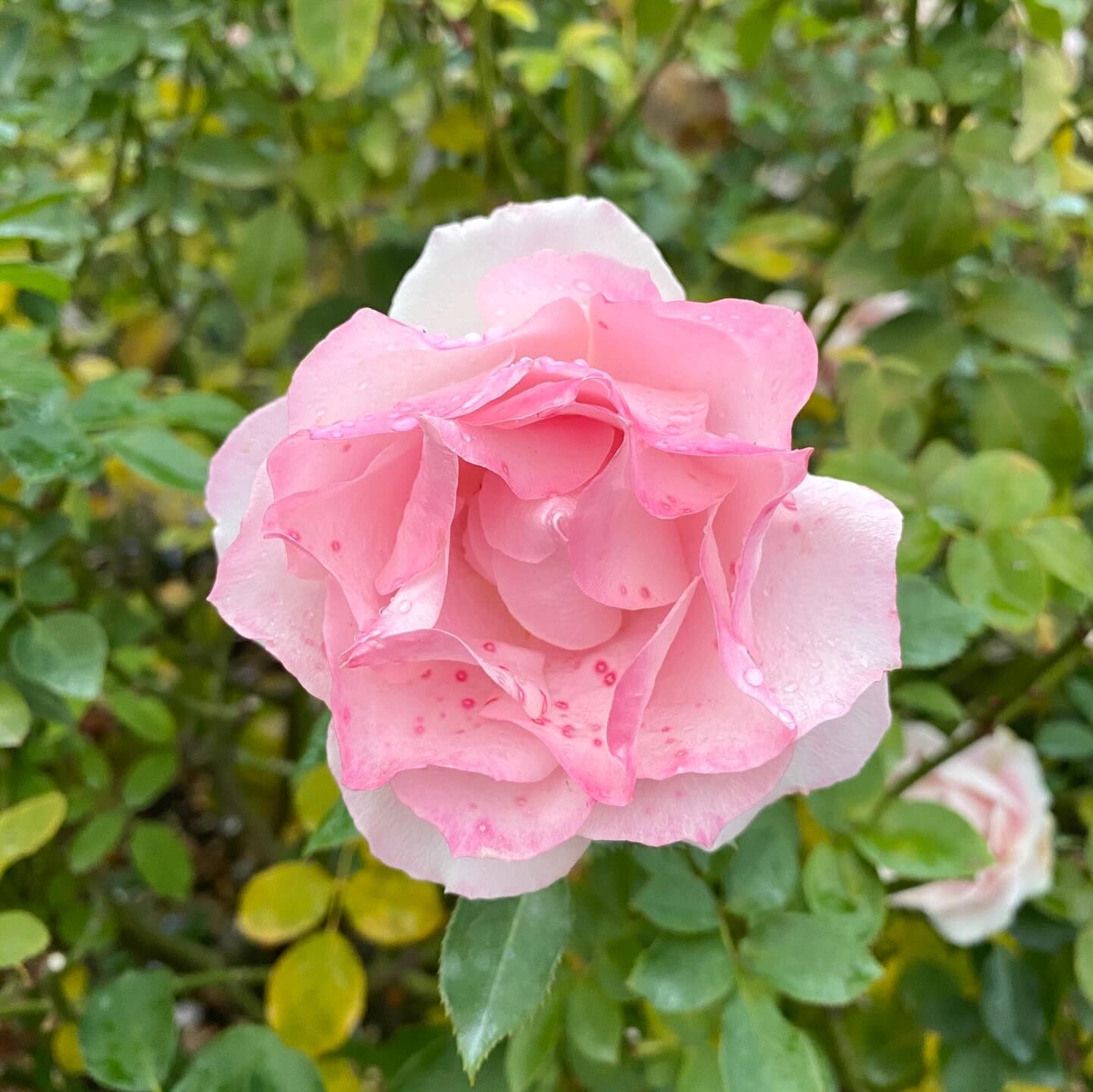植物は器が大きな存在で、たとえ森林伐採や環境破壊になることで