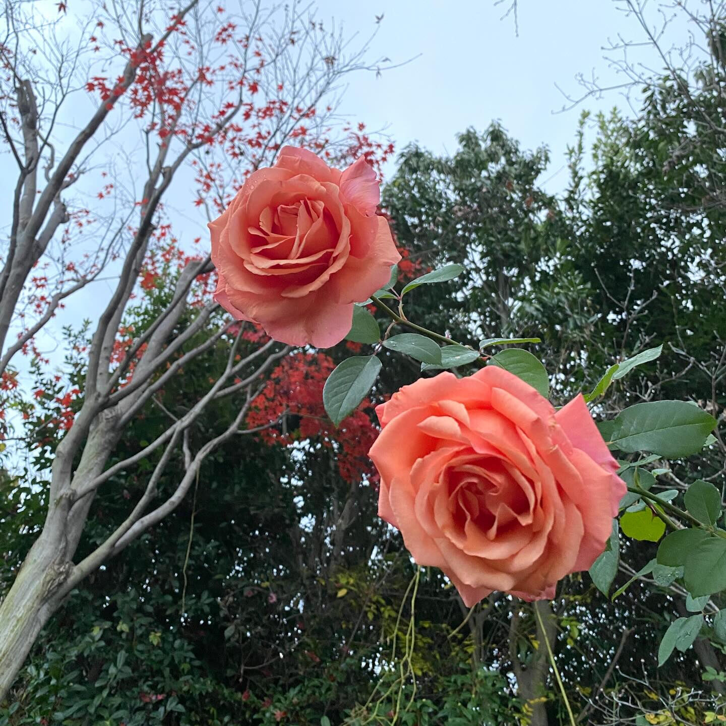 植物は器が大きな存在で、たとえ森林伐採や環境破壊になることで