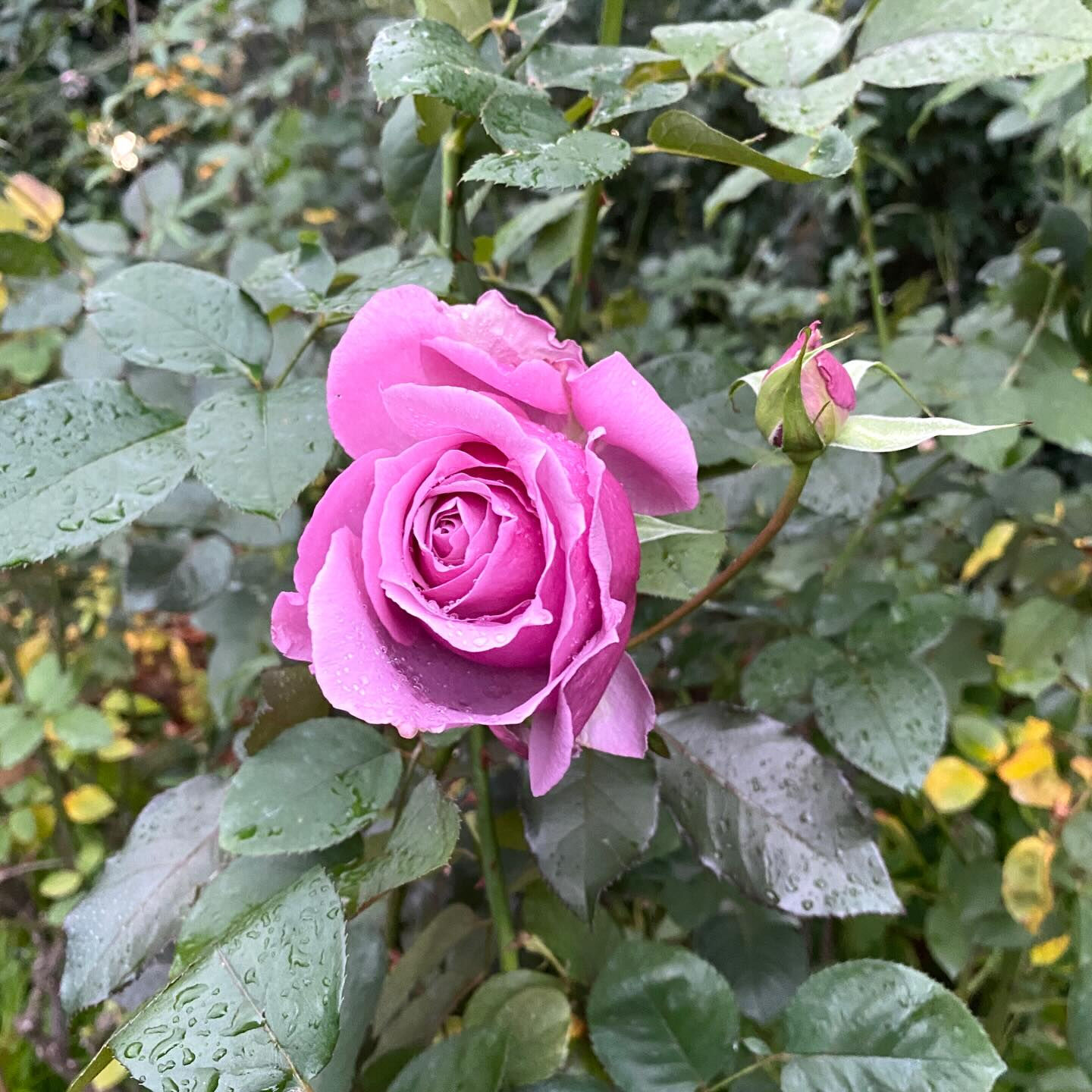 植物は器が大きな存在で、たとえ森林伐採や環境破壊になることで