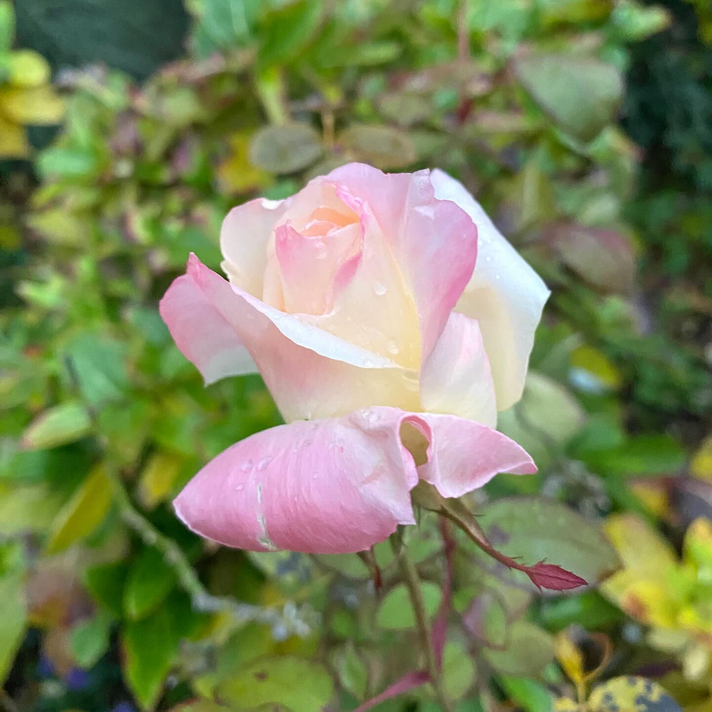 植物は器が大きな存在で、たとえ森林伐採や環境破壊になることで