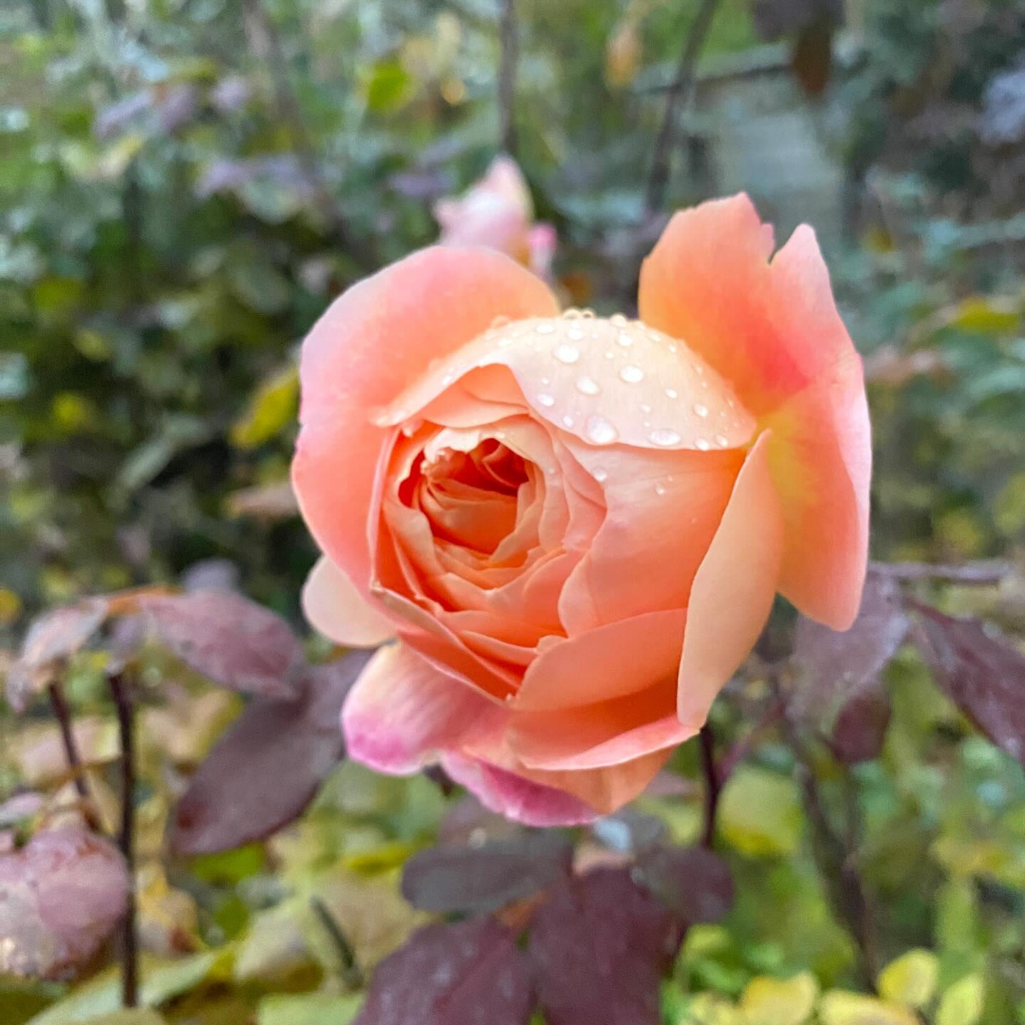 植物は器が大きな存在で、たとえ森林伐採や環境破壊になることで