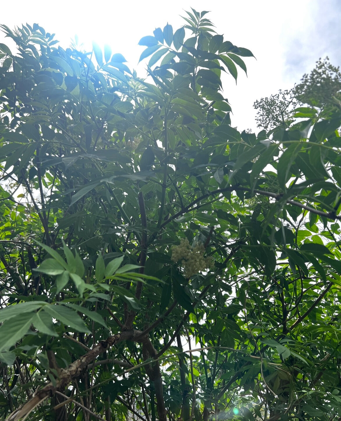春から初夏に咲く薬用ハーブとして古くから親しまれてきたエルダ